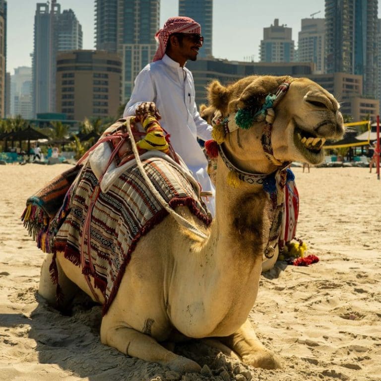Dubai camel