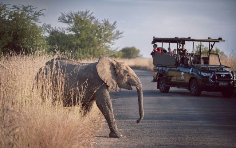 Lucky sighting on safari