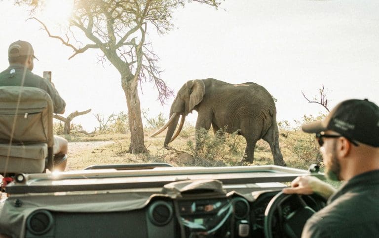 Safari
